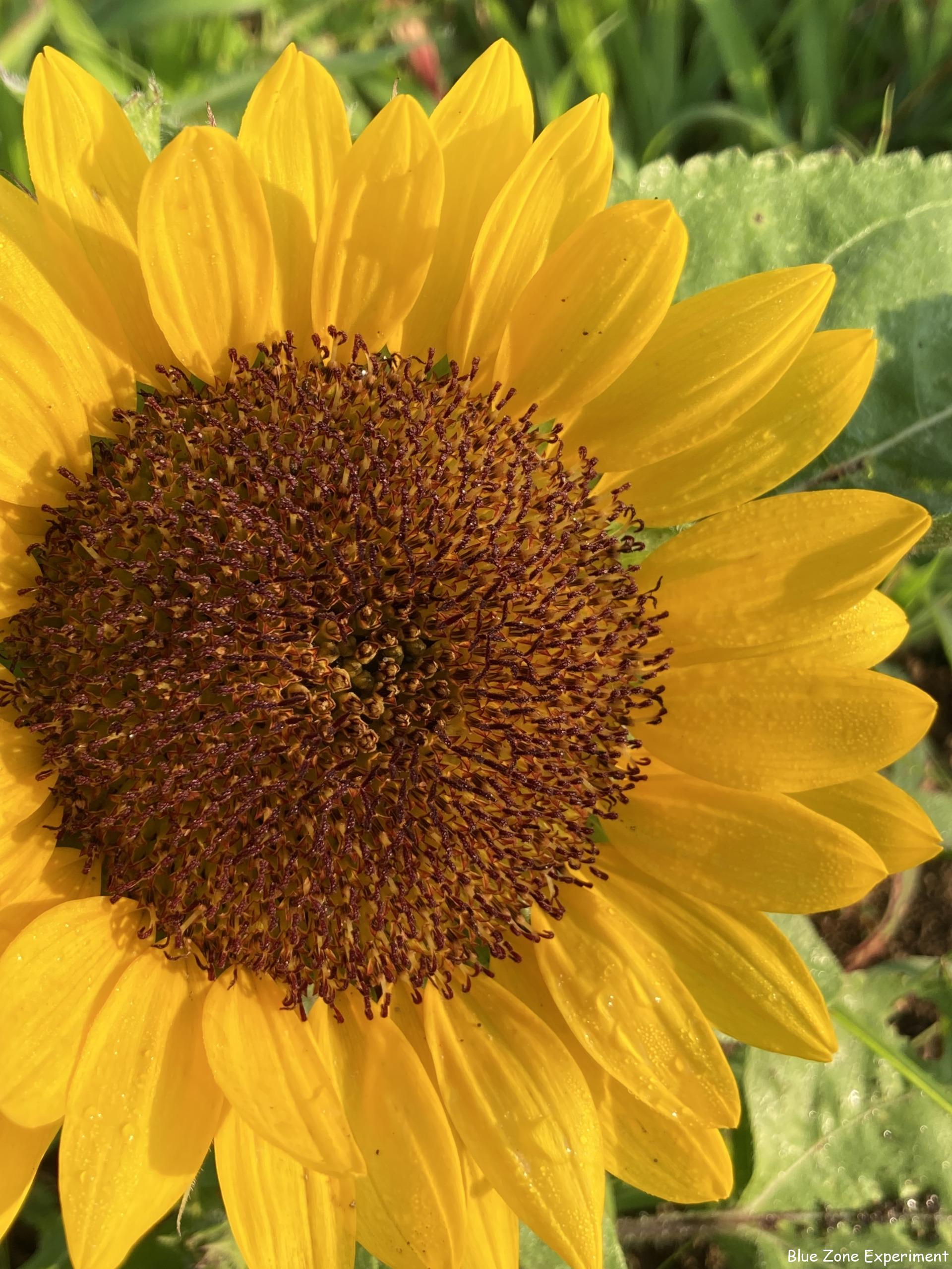 農作業を楽しくしてくれる花と虫