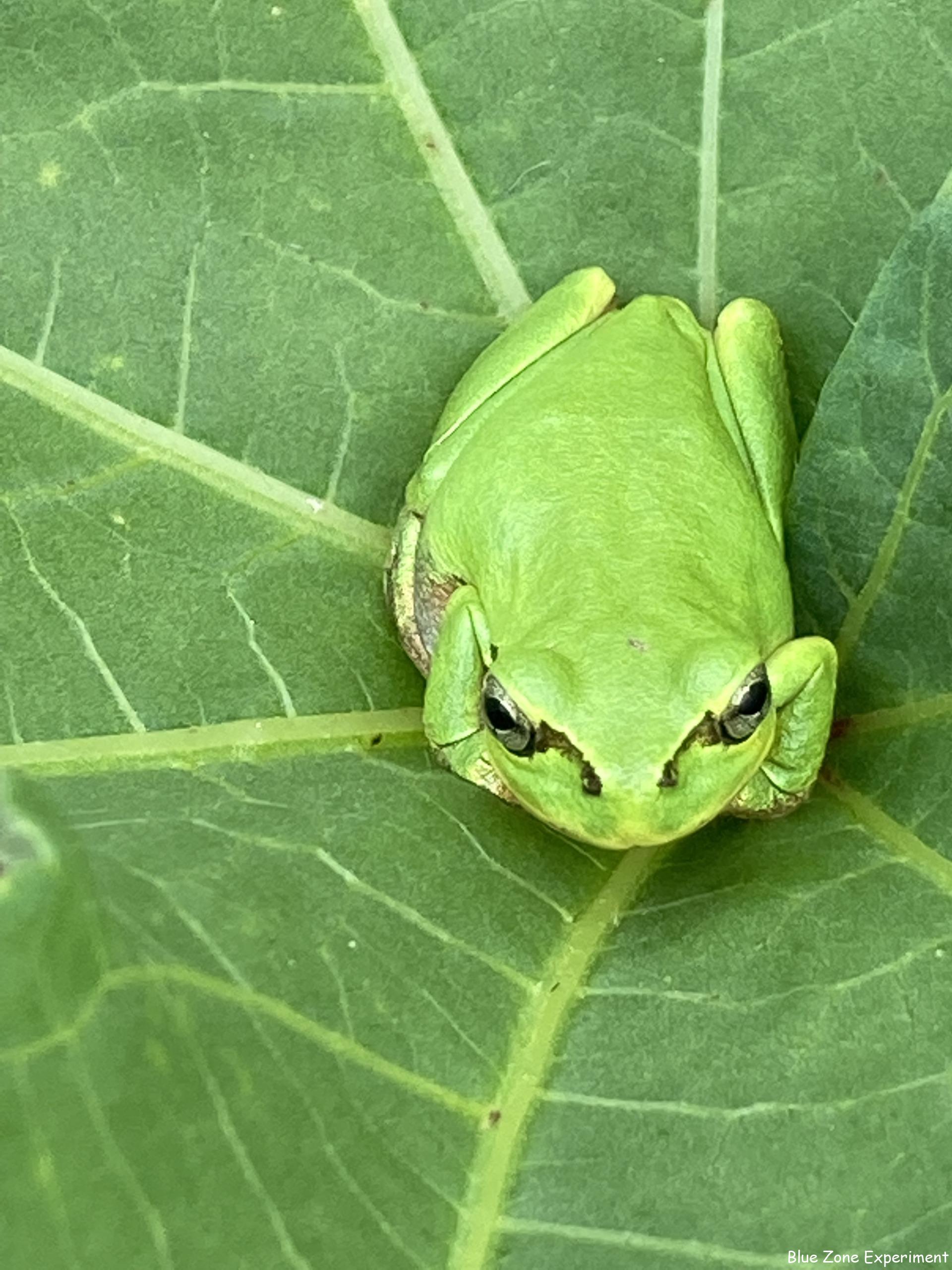 自然農を参考にした畑の方針 「土を守り、虫や草を友達に」