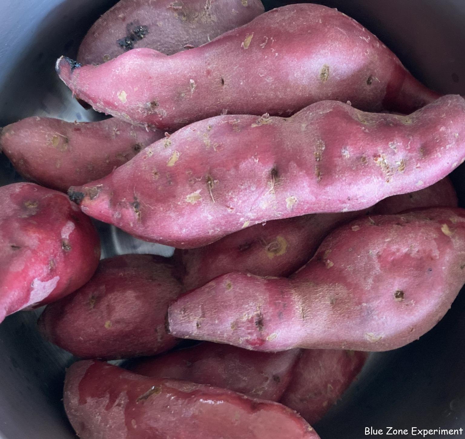 はじめての「さつまいも」栽培 その 1