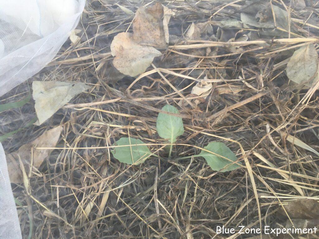 定植したキャベツの苗