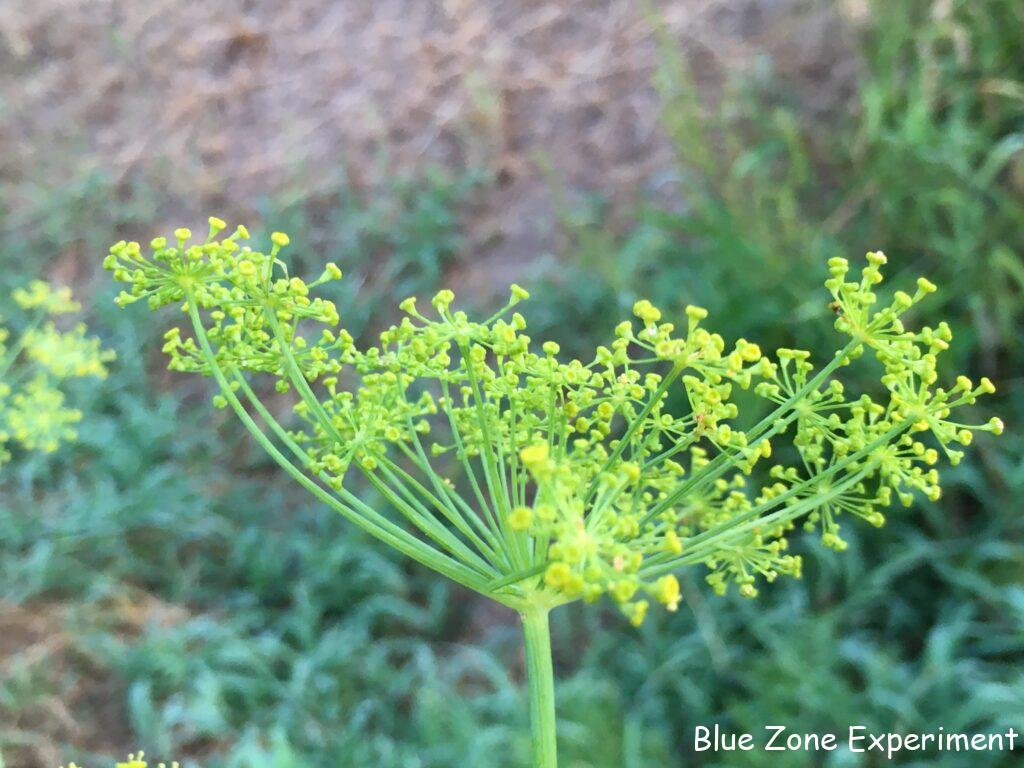 ディルの花