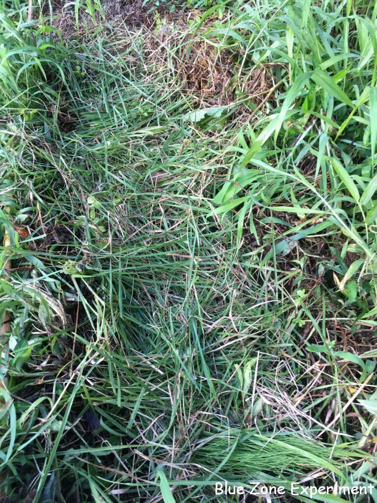 自然農の方法で、ニンジンの種をまいて草をかぶせた
