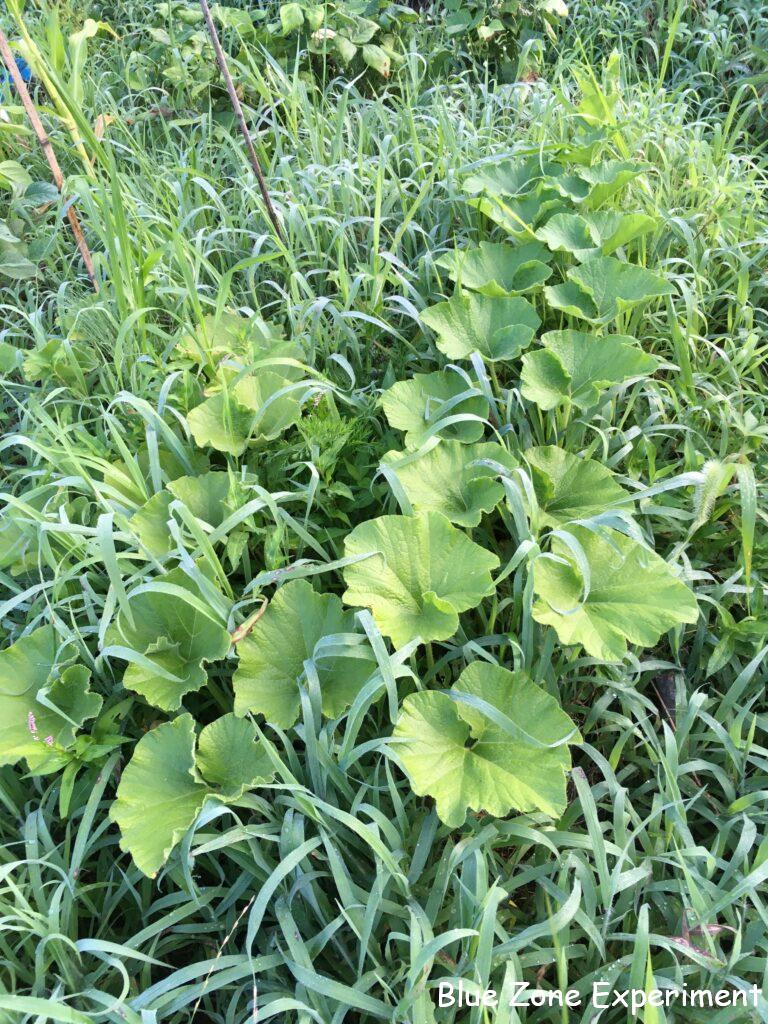 草の中で育つ自然農のカボチャ