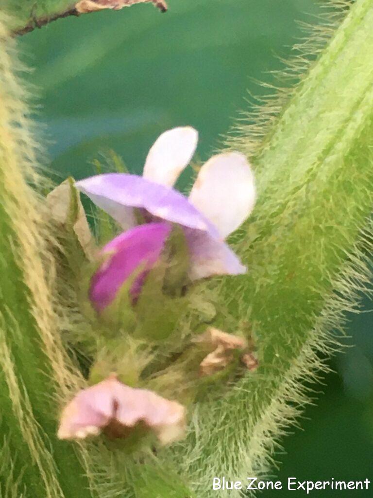 大豆のピンクと紫の花