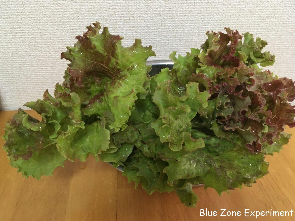 収穫した自然農のサニーレタス
