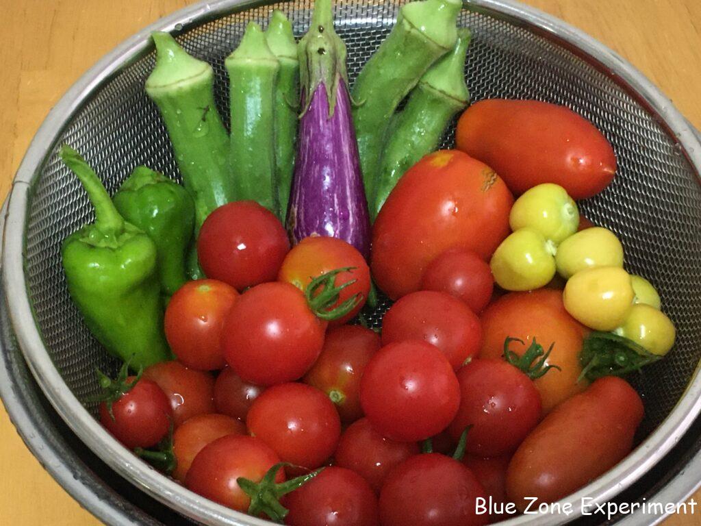 ざるに入った自然農野菜(トマト、ホオズキ、オクラ、ナス、ピーマン)