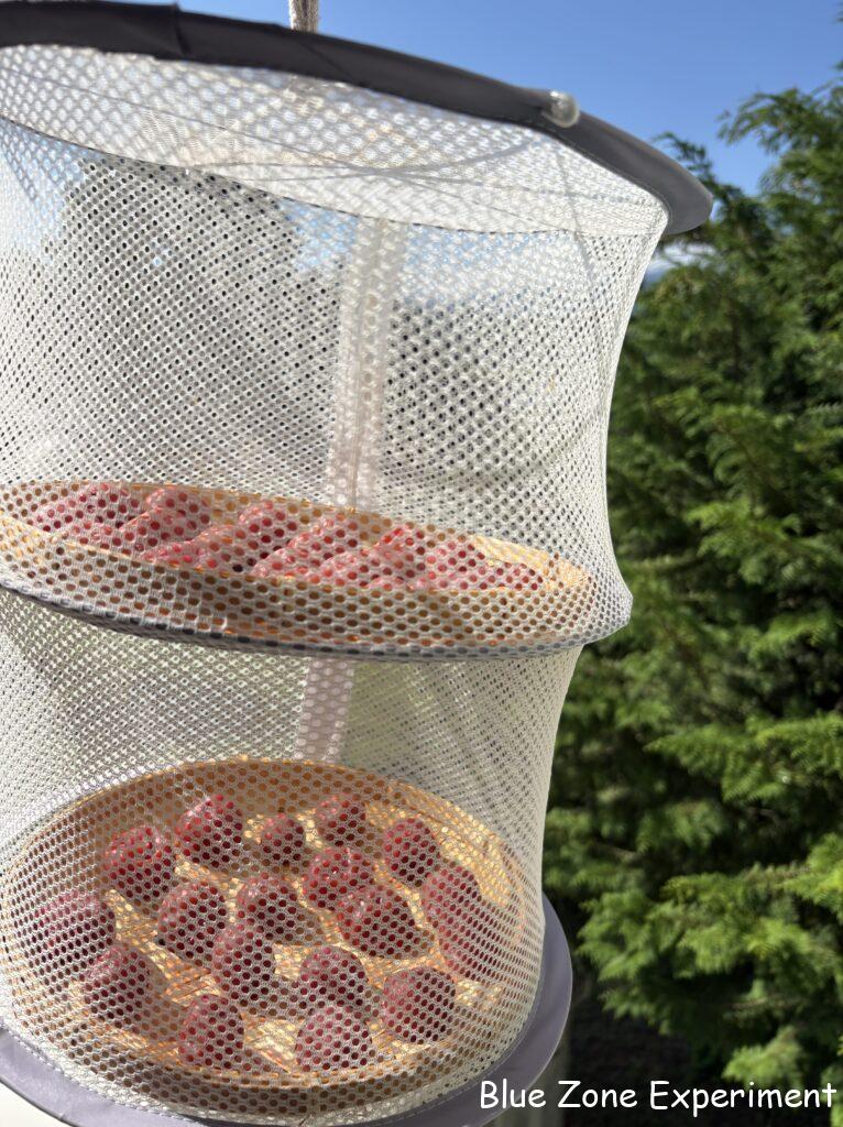 ざるに乗せた梅干を野菜干しネットに入れて干している