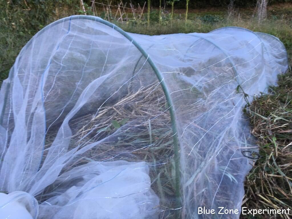 キャベツの苗を植えて、防虫ネットをかぶせたところ