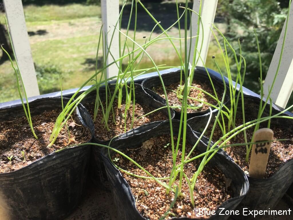 ポリポットに植えられた小さいタマネギの苗